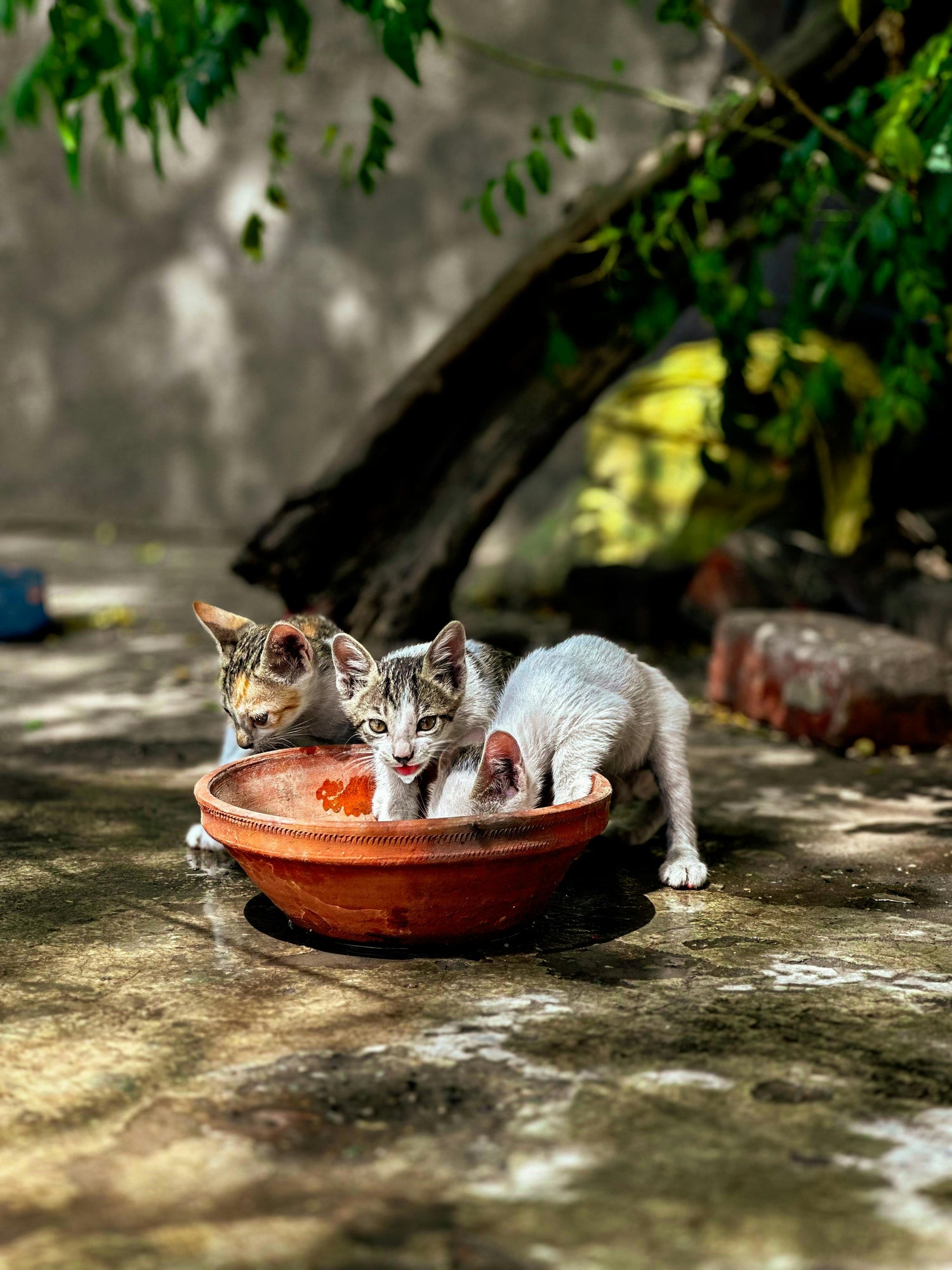 Ciotole, distributori di cibo, distributori di acqua per animali domestici