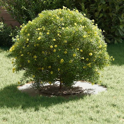 Anello piatto per albero Bianco Ø30 / 60 cm Acciaio