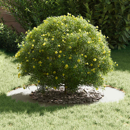 Anello piatto per albero Bianco Ø50 / 80 cm Acciaio