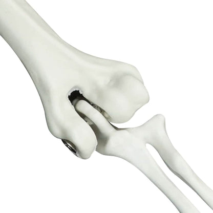 Scheletro di Halloween Bianco 20 x 10 x 9,5 cm Plastica