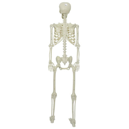 Scheletro di Halloween Bianco 155 x 38.5 cm Plastica