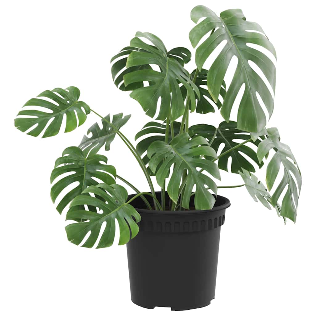 Vaso Rotondo per Fiori 24 pcs Nero Ø 15 x 12 cm Plastica | homemem39
