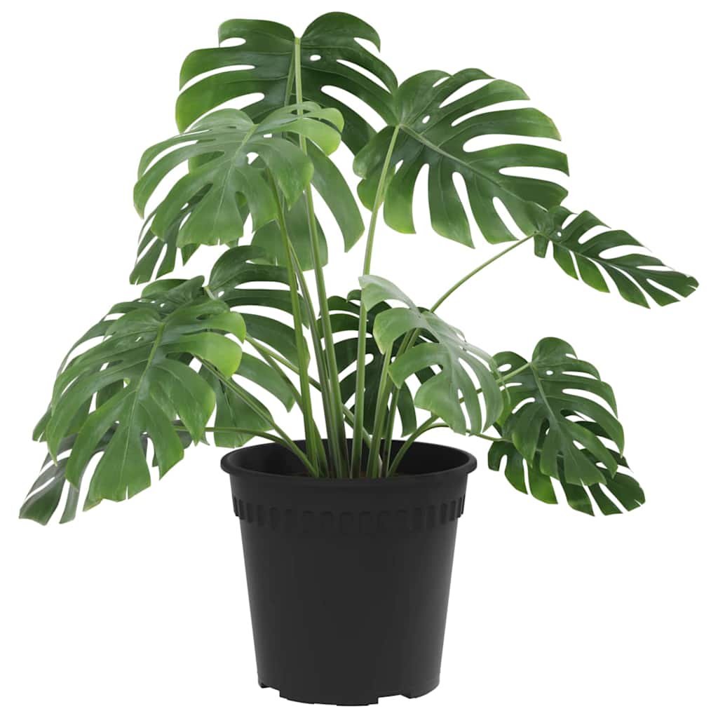 Vaso Rotondo per Fiori 24 pcs Nero Ø 17 x 14 cm Plastica | homemem39